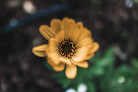 close-up photo of flower thumbnail