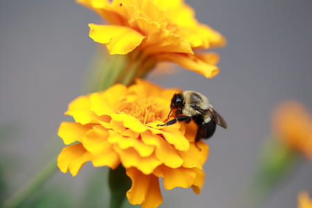 Bee on yellow flower thumbnail