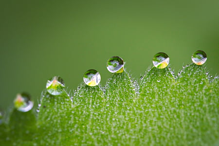 micro photography of water dew drops on leaf thumbnail