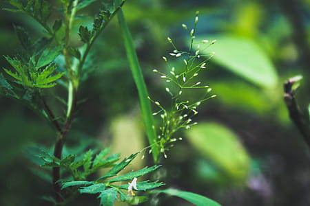 Selective Focus Photography of Plants thumbnail