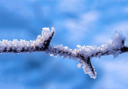 twig covered in ice thumbnail