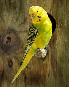 yellow and green budgerigar on branch thumbnail