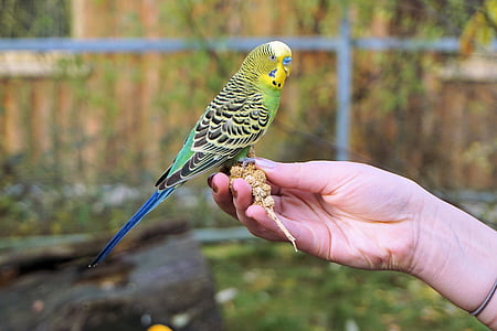 yellow and green bird during daytime thumbnail
