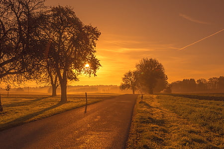 landscape photo of street and tree during golden hour thumbnail