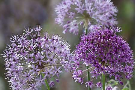 selective focus photography of purple petaled flowers thumbnail