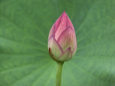 pink rose photography thumbnail