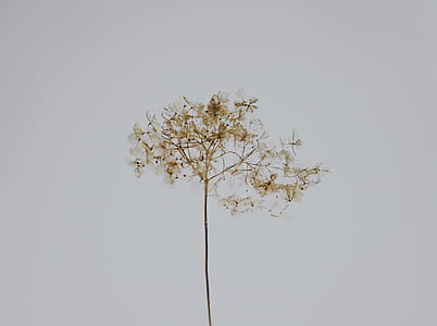 green leafed tree thumbnail