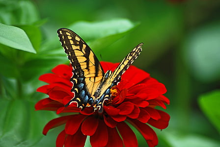 Eastern tiger swallowtail butterfly on red petaled flower thumbnail