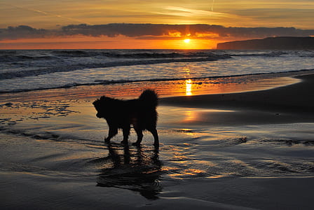 dog walking on shore during sunset thumbnail