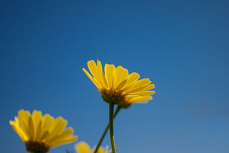 shallow focus photo of yellow flowers thumbnail