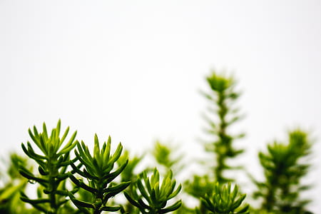 green leafed plant macro photo thumbnail