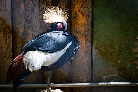 Black and White Fan Head Bird thumbnail