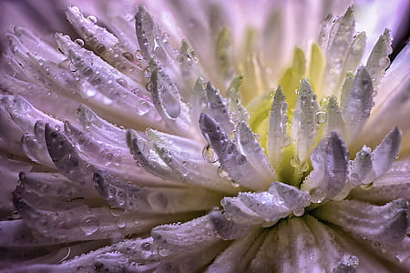 flower, drops, macro, blossom, flowers, plants thumbnail