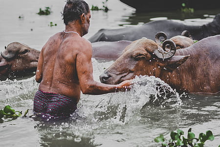 man taking cow bath thumbnail
