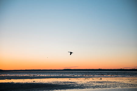 silhouette of flying bird during daytime thumbnail