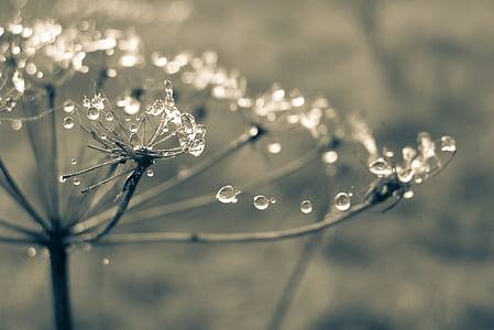 time-lapse photography of dewdrops on bare flower thumbnail