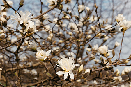 Magnolia flowers thumbnail