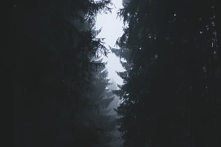 pine trees under white sky at daytime thumbnail