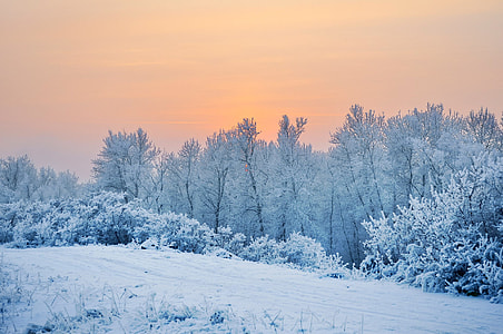 white snow trees during day time thumbnail
