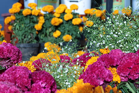 bunch of red and yellow flowers thumbnail