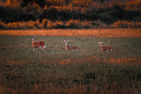 three deers on green grass field at daytime thumbnail