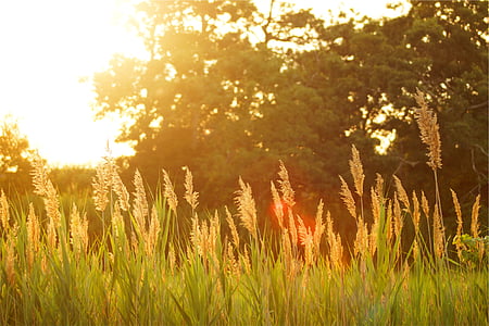 wheat grass with sun rays thumbnail
