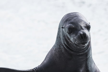 gray sealion thumbnail