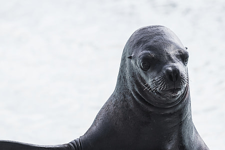 close-up photo of black sea lion thumbnail
