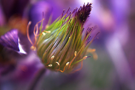 green petaled flower bloom thumbnail