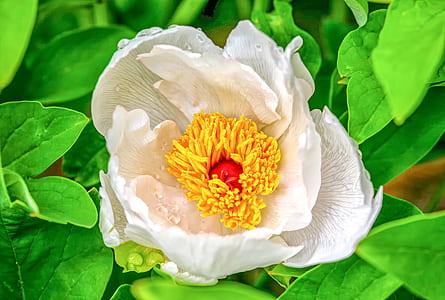 white peony flower in close-up photography thumbnail