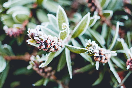closeup photography of brown pinecones thumbnail