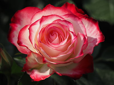 pink rose thumbnail