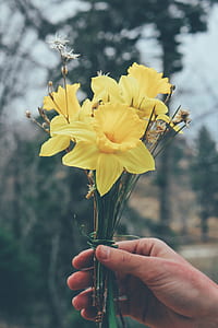 person holding yellow flowers thumbnail