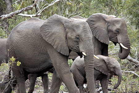 grey elephants thumbnail