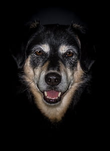 short-coated black and tan dog thumbnail