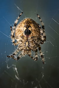 selective focus photo of brown spider on web thumbnail