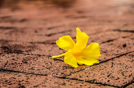 selective focus photography of yellow bell flower on ground thumbnail