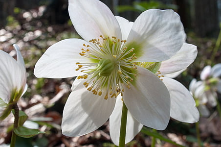 shallow focus photography of white flowers thumbnail