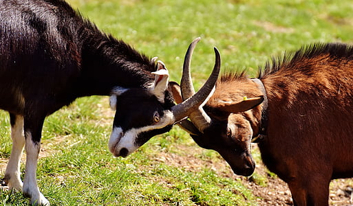 black and brown goats thumbnail