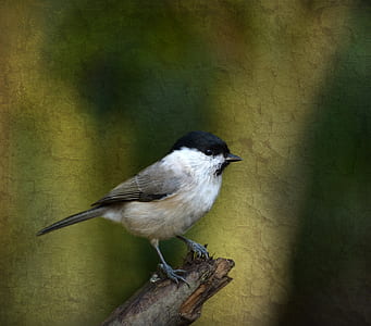 white and black bird perched on tree branch thumbnail
