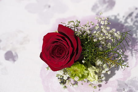 red rose blooming during daytime thumbnail