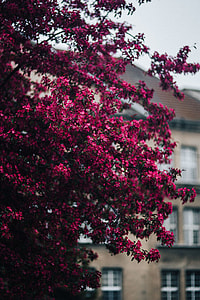 Lovely pink flowers blooming from the tree branches thumbnail