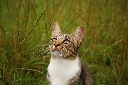 cat looking up surrounded by grass thumbnail