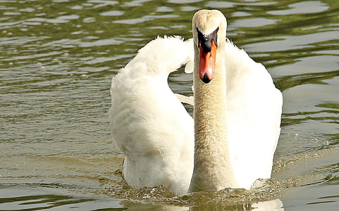 closeup photo of goose in water thumbnail