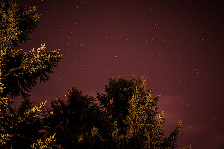 trees under clear sky thumbnail