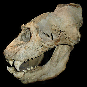 white animal skull thumbnail