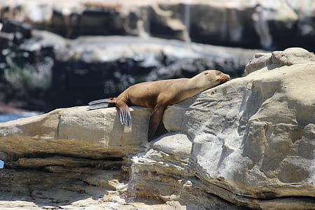 sea lion on boulder thumbnail