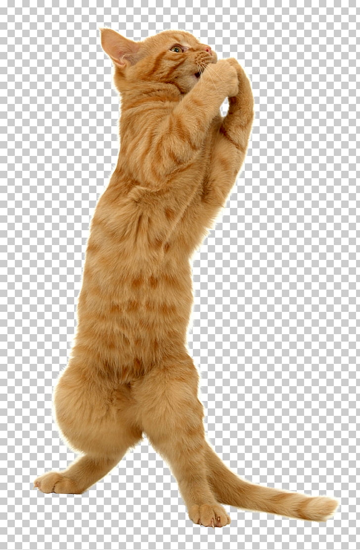 Whiskers Tabby Cat Domestic Short Haired Cat Kitten California