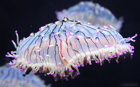 white and purple sea creature underwater photo thumbnail