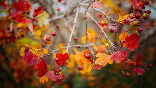 red leaf trees at daytime thumbnail